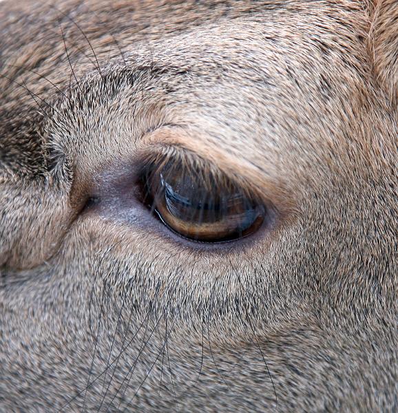 Bayerwald Tierpark_19.jpg